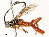  ( - CBG-A62873-G11)  @11 [ ] CreativeCommons - Attribution Share - Alike (2025) CBG Photography Group Centre for Biodiversity Genomics