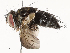  (Lixophaga Malaise7535 - CBG-A62874-C01)  @11 [ ] CreativeCommons - Attribution Share - Alike (2025) CBG Photography Group Centre for Biodiversity Genomics