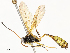  ( - CBG-A62875-C01)  @11 [ ] CreativeCommons - Attribution Share - Alike (2025) CBG Photography Group Centre for Biodiversity Genomics