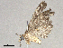 ( - CBG-A62920-G12)  @11 [ ] CreativeCommons - Attribution Share - Alike (2025) CBG Photography Group Centre for Biodiversity Genomics