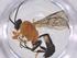  (Hyposoter INB-15 - CBG-A63538-G09)  @11 [ ] CreativeCommons - Attribution Share - Alike (2025) Centre for Biodiversity Genomics Centre for Biodiversity Genomics
