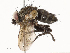  ( - CBG-A65359-C02)  @11 [ ] CreativeCommons - Attribution Share - Alike (2025) CBG Photography Group Centre for Biodiversity Genomics