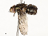  ( - CBG-A65360-F03)  @11 [ ] CreativeCommons - Attribution Share - Alike (2025) CBG Photography Group Centre for Biodiversity Genomics