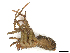  ( - CBG-A65360-H09)  @11 [ ] CreativeCommons - Attribution (2025) CBG Photography Group Centre for Biodiversity Genomics