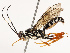  ( - CBG-B17177-C01)  @11 [ ] CreativeCommons - Attribution Share - Alike (2025) CBG Photography Group Centre for Biodiversity Genomics