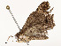 ( - CBG-A58618-C03)  @11 [ ] CreativeCommons - Attribution Share - Alike (2025) CBG Photography Group Centre for Biodiversity Genomics