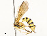  ( - CBG-A59481-D12)  @11 [ ] CreativeCommons - Attribution Share - Alike (2025) CBG Photography Group Centre for Biodiversity Genomics