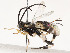  ( - CBG-A59487-A02)  @11 [ ] CreativeCommons - Attribution Share - Alike (2025) CBG Photography Group Centre for Biodiversity Genomics