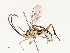  ( - CBG-A59496-A03)  @11 [ ] CreativeCommons - Attribution Share - Alike (2025) CBG Photography Group Centre for Biodiversity Genomics