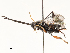  ( - CBG-A59497-D07)  @11 [ ] CreativeCommons - Attribution Share - Alike (2025) CBG Photography Group Centre for Biodiversity Genomics