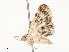  (Eupithecia Malaise7055 - CBG-A59557-B08)  @11 [ ] CreativeCommons - Attribution Share - Alike (2025) CBG Photography Group Centre for Biodiversity Genomics