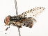  ( - CBG-A59557-D04)  @11 [ ] CreativeCommons - Attribution Share - Alike (2025) CBG Photography Group Centre for Biodiversity Genomics