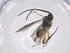  (Dolichogenidea junhyongkimi - CBG-A61362-E11)  @11 [ ] CreativeCommons - Attribution Share - Alike (2025) Centre for Biodiversity Genomics Centre for Biodiversity Genomics