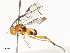  (Diolcogaster Choi74DHJ01 - CBG-A59498-G03)  @11 [ ] CreativeCommons - Attribution Share - Alike (2025) CBG Photography Group Centre for Biodiversity Genomics