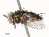  ( - CBG-A59498-H11)  @11 [ ] CreativeCommons - Attribution Share - Alike (2025) CBG Photography Group Centre for Biodiversity Genomics
