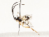  ( - CBG-A59500-C01)  @11 [ ] CreativeCommons - Attribution Share - Alike (2025) CBG Photography Group Centre for Biodiversity Genomics
