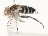  ( - CBG-A59558-G03)  @11 [ ] CreativeCommons - Attribution Share - Alike (2025) CBG Photography Group Centre for Biodiversity Genomics