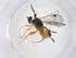  (Hypomicrogaster Whitfield48 - CBG-A62432-A02)  @11 [ ] CreativeCommons - Attribution Share - Alike (2025) Centre for Biodiversity Genomics Centre for Biodiversity Genomics