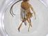  (Diolcogaster Malaise7162 - CBG-A62685-D11)  @11 [ ] CreativeCommons - Attribution Share - Alike (2025) Centre for Biodiversity Genomics Centre for Biodiversity Genomics