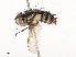  (Winthemia Wood50 - CBG-A62869-C09)  @11 [ ] CreativeCommons - Attribution Share - Alike (2025) CBG Photography Group Centre for Biodiversity Genomics