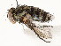  (Pseudosturmia Janzen35 - CBG-A62869-E07)  @11 [ ] CreativeCommons - Attribution Share - Alike (2025) CBG Photography Group Centre for Biodiversity Genomics