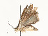  ( - CBG-A62869-G11)  @11 [ ] CreativeCommons - Attribution Share - Alike (2025) CBG Photography Group Centre for Biodiversity Genomics