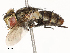 ( - CBG-A62870-F06)  @11 [ ] CreativeCommons - Attribution Share - Alike (2025) CBG Photography Group Centre for Biodiversity Genomics