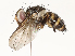  ( - CBG-A62870-F07)  @11 [ ] CreativeCommons - Attribution Share - Alike (2025) CBG Photography Group Centre for Biodiversity Genomics