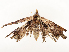  ( - CBG-A62875-E06)  @11 [ ] CreativeCommons - Attribution Share - Alike (2025) CBG Photography Group Centre for Biodiversity Genomics