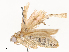  ( - CBG-A65357-G01)  @11 [ ] CreativeCommons - Attribution Share - Alike (2025) CBG Photography Group Centre for Biodiversity Genomics