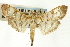  ( - CNCLEP00088980)  @11 [ ] CreativeCommons - Attribution Non-Commercial Share-Alike (2011) Jean-Francois Landry, CNC and Zhaofu Yang, BIO Canadian National Collections