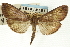  (Pilocrocis nr. gillipusalis - CNCLEP00088990)  @11 [ ] CreativeCommons - Attribution Non-Commercial Share-Alike (2011) Jean-Francois Landry, CNC and Zhaofu Yang, BIO Canadian National Collections