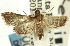  ( - CNCLEP00089482)  @11 [ ] CreativeCommons - Attribution Non-Commercial Share-Alike (2011) Jean-Francois Landry, CNC and Zhaofu Yang, BIO Canadian National Collections