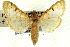  (Polygrammodes hartigi - CNCLEP00089487)  @11 [ ] CreativeCommons - Attribution Non-Commercial Share-Alike (2011) Jean-Francois Landry, CNC and Zhaofu Yang, BIO Canadian National Collections