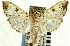  ( - CNCLEP00089490)  @11 [ ] CreativeCommons - Attribution Non-Commercial Share-Alike (2011) Jean-Francois Landry, CNC and Zhaofu Yang, BIO Canadian National Collections