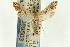  (Lineodes aztecalis - CNCLEP00089503)  @11 [ ] CreativeCommons - Attribution Non-Commercial Share-Alike (2011) Jean-Francois Landry, CNC and Zhaofu Yang, BIO Canadian National Collections