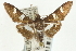  (Desmia melanopalis - CNCLEP00089514)  @11 [ ] CreativeCommons - Attribution Non-Commercial Share-Alike (2011) Jean-Francois Landry, CNC and Zhaofu Yang, BIO Canadian National Collections