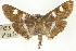  ( - CNCLEP00089519)  @11 [ ] CreativeCommons - Attribution Non-Commercial Share-Alike (2011) Jean-Francois Landry, CNC and Zhaofu Yang, BIO Canadian National Collections