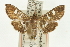 ( - CNCLEP00089527)  @11 [ ] CreativeCommons - Attribution Non-Commercial Share-Alike (2011) Jean-Francois Landry, CNC and Zhaofu Yang, BIO Canadian National Collections