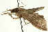  (spiloBioLep01 BioLep405 - CNCLEP00089598)  @11 [ ] CreativeCommons - Attribution Non-Commercial Share-Alike (2011) Jean-Francois Landry, CNC and Zhaofu Yang, BIO Canadian National Collections