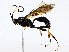  (Setanta Malaise3135 - BIOUG62729-B12)  @11 [ ] CreativeCommons - Attribution (2022) CBG Photography Group Centre for Biodiversity Genomics