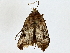  ( - BIOUG62732-G01)  @13 [ ] CreativeCommons - Attribution (2022) CBG Photography Group Centre for Biodiversity Genomics