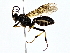  (ichneuMalaise01 Malaise8779 - BIOUG70301-C05)  @11 [ ] CreativeCommons - Attribution (2022) CBG Photography Group Centre for Biodiversity Genomics