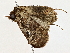  ( - BIOUG70301-D02)  @11 [ ] CreativeCommons - Attribution (2022) CBG Photography Group Centre for Biodiversity Genomics