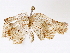  ( - BIOUG72940-A07)  @11 [ ] CreativeCommons - Attribution (2022) CBG Photography Group Centre for Biodiversity Genomics