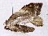  ( - BIOUG72940-G05)  @11 [ ] CreativeCommons - Attribution (2022) CBG Photography Group Centre for Biodiversity Genomics