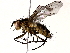  ( - BIOUG72941-D08)  @11 [ ] CreativeCommons - Attribution (2022) CBG Photography Group Centre for Biodiversity Genomics