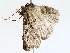  ( - BIOUG72942-A04)  @11 [ ] CreativeCommons - Attribution (2022) CBG Photography Group Centre for Biodiversity Genomics