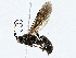  ( - BIOUG72942-F09)  @11 [ ] CreativeCommons - Attribution (2022) CBG Photography Group Centre for Biodiversity Genomics