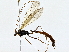  (Physotarsus Malaise3423 - BIOUG76537-G06)  @11 [ ] CreativeCommons - Attribution (2022) CBG Photography Group Centre for Biodiversity Genomics